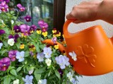 Jak często podlewać kwiaty na balkonie i kiedy to robić? Uważaj na te 7 błędów przy nawadnianiu, bo możesz stracić rośliny!