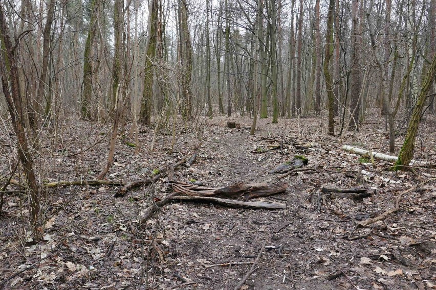 Zakaz wstępu do lasów, Warszawa. Miasto apeluje do wszystkich mieszkańców stolicy, by nie wchodzili do lasu