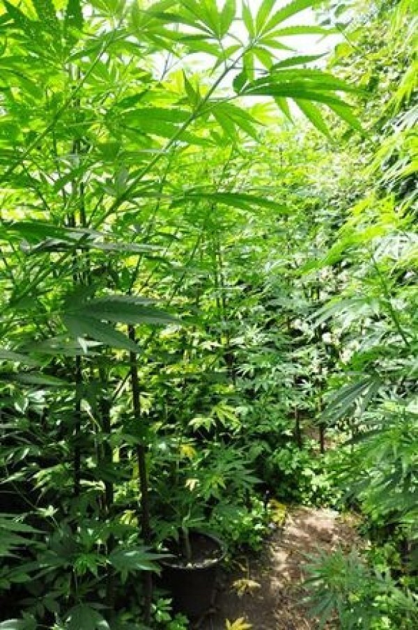 Plantacja marihuany w gminie Kazimierz Dolny