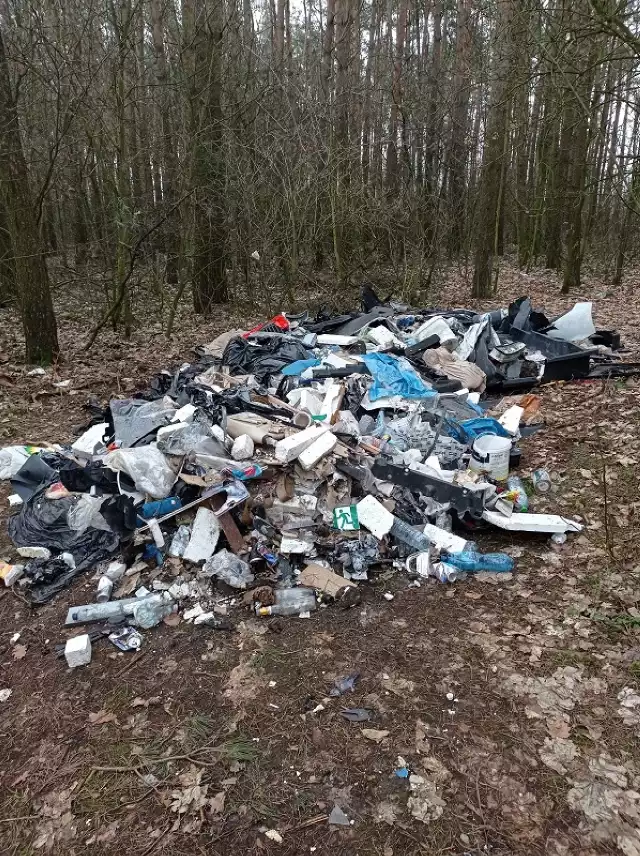 Gmina Czerniejewo. Nielegalne składowisko części samochodowych w lesie