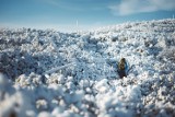 Śnieg w Beskidach. W górach wciąż zimowe warunki [ZDJĘCIA]