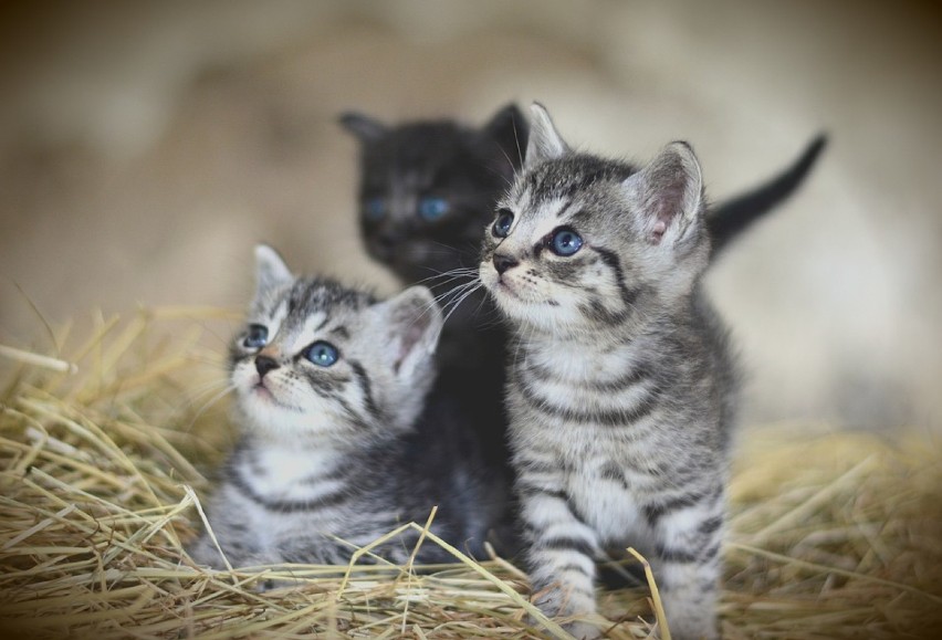 Zbiórka pieniędzy na kojec dla kotów. O wsparcie prosi wolontariuszka ze schroniska dla zwierząt w Radomsku