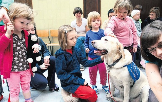 Labradory zyskały popularność, bo są łagodne i przyjacielskie, dlatego pracują m.in. jako psi terapeuci.