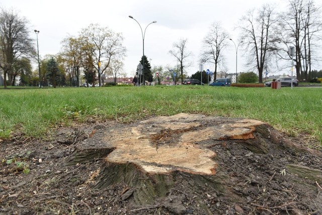 Z krajobrazu miasta zniknęło 18 żywotników. Drzewa wycięto na prośbę inicjatorów budowy pomnika Józefa Piłsudskiego