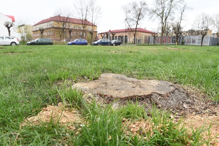 Nowy Sącz. W centrum miasta wycięto 18 drzew. Radny Hojnor: zupełnie niepotrzebnie