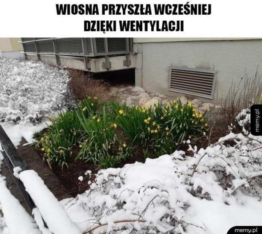 21 marca świętujemy pierwszy dzień wiosny. W internecie jak...