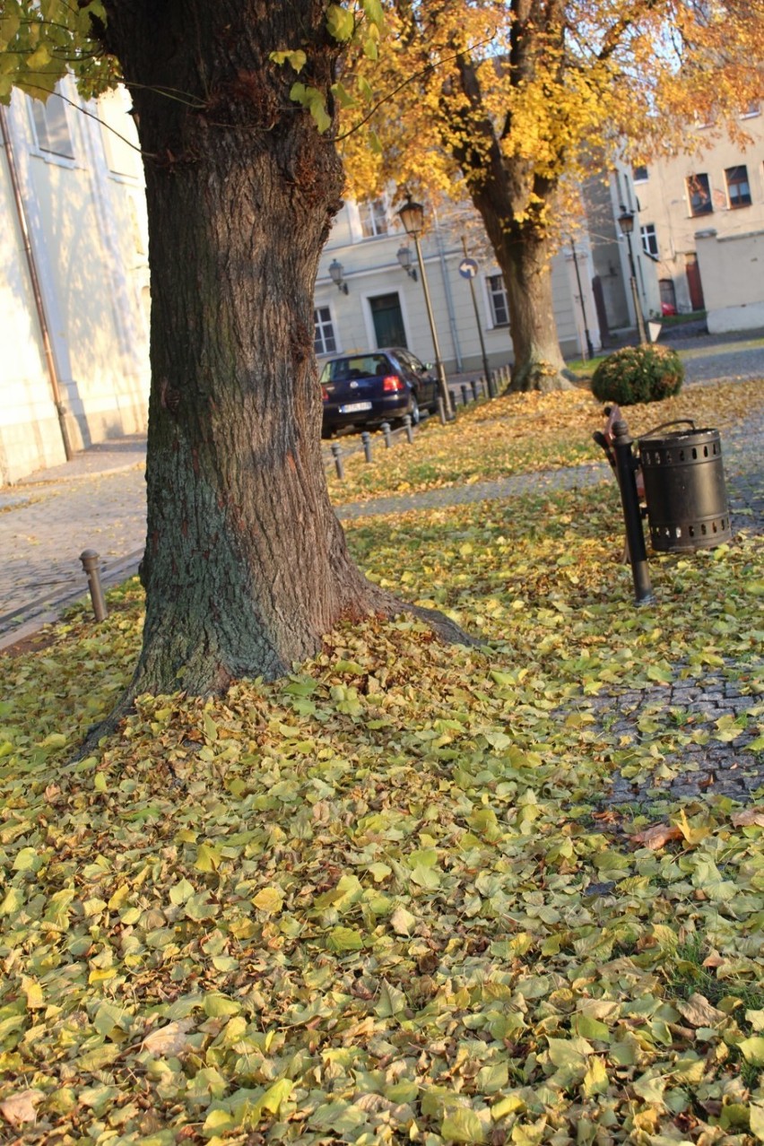 WSCHOWA. To miasto potrafi być piękne także jesienią. Urocze zakątki we Wschowie [ZDJĘCIA]