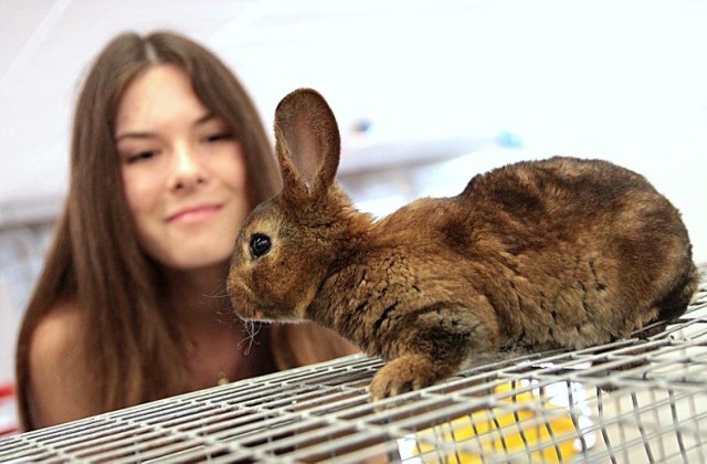 Animal Show 2015 w Krakowie