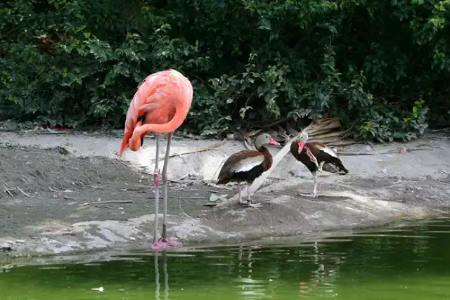 Te kaczki naprawdę chcą być flamingami. Kryzys tożsamości przeżywają nawet zwierzęta