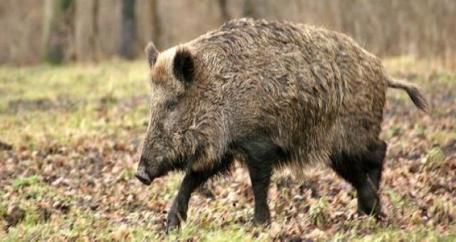 Dziki coraz mniej boją się ludzi