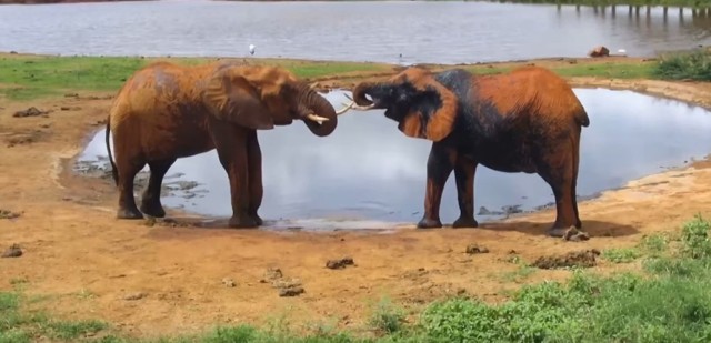 Park Narodowy Tsavo East jest jednym z najstarszych i największych parków w Kenii. Usytuowany na półpustynnym obszarze został otwarty w kwietniu 1948 r.

To jeden z największych na świecie rezerwatów dzikich zwierząt. Żyją tam lwy, pawiany, bawoły, gepardy, dik-diki, żyrafy, hieny, szakale, lamparty,  mangusty, nosorożce i oczywiście słonie. Wybierzcie się na safari, nie wychodząc z domu!



Zobaczcie więcej na kolejnym slajdzie --->