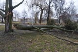 Przed nami kolejna wietrzna noc. Jest ostrzeżenie dla powiatu pleszewskiego