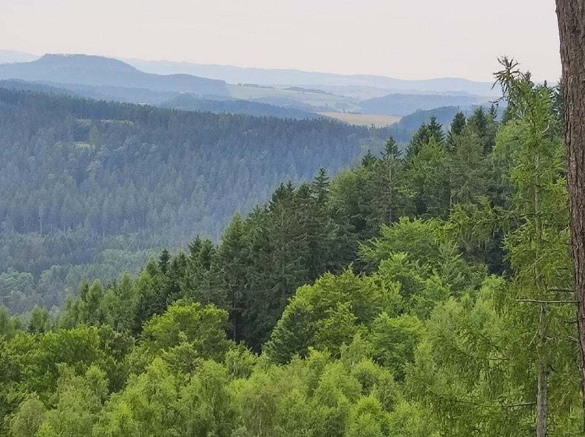 Gniazdo na dziobie