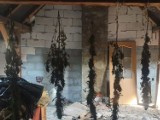 Mieszkaniec gminy Głuchołazy suszył konopie na strychu. Teraz może trafić na trzy lata do więzienia