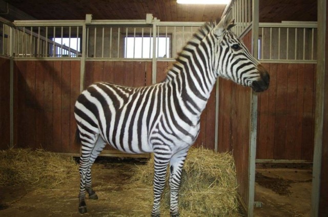 Samiec zebry dołaczył do stada w Zamościu

Do zamojskiego zoo przyjechał nowy lokator. To samiec zebry równikowej. Pasiasty młodzieniec dołączy do dwóch samic. Pracownicy zoo liczą, że za kilka lat stadko zebr się powiększy.