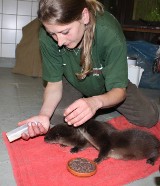 Görlitz: Ratują młode wydry