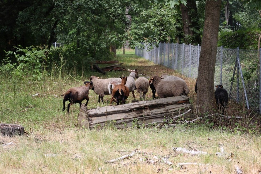 GRH chce powrotu jagnięciny na stoły! Są plany na rozwój stada niezwykłych owiec w Gnieźnie i Żydowie [FOTO]