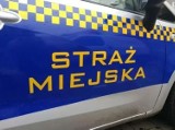 Rowerzysta zasłabł w czasie jazdy w centrum Kielc. Pomógł mu strażnik miejski  