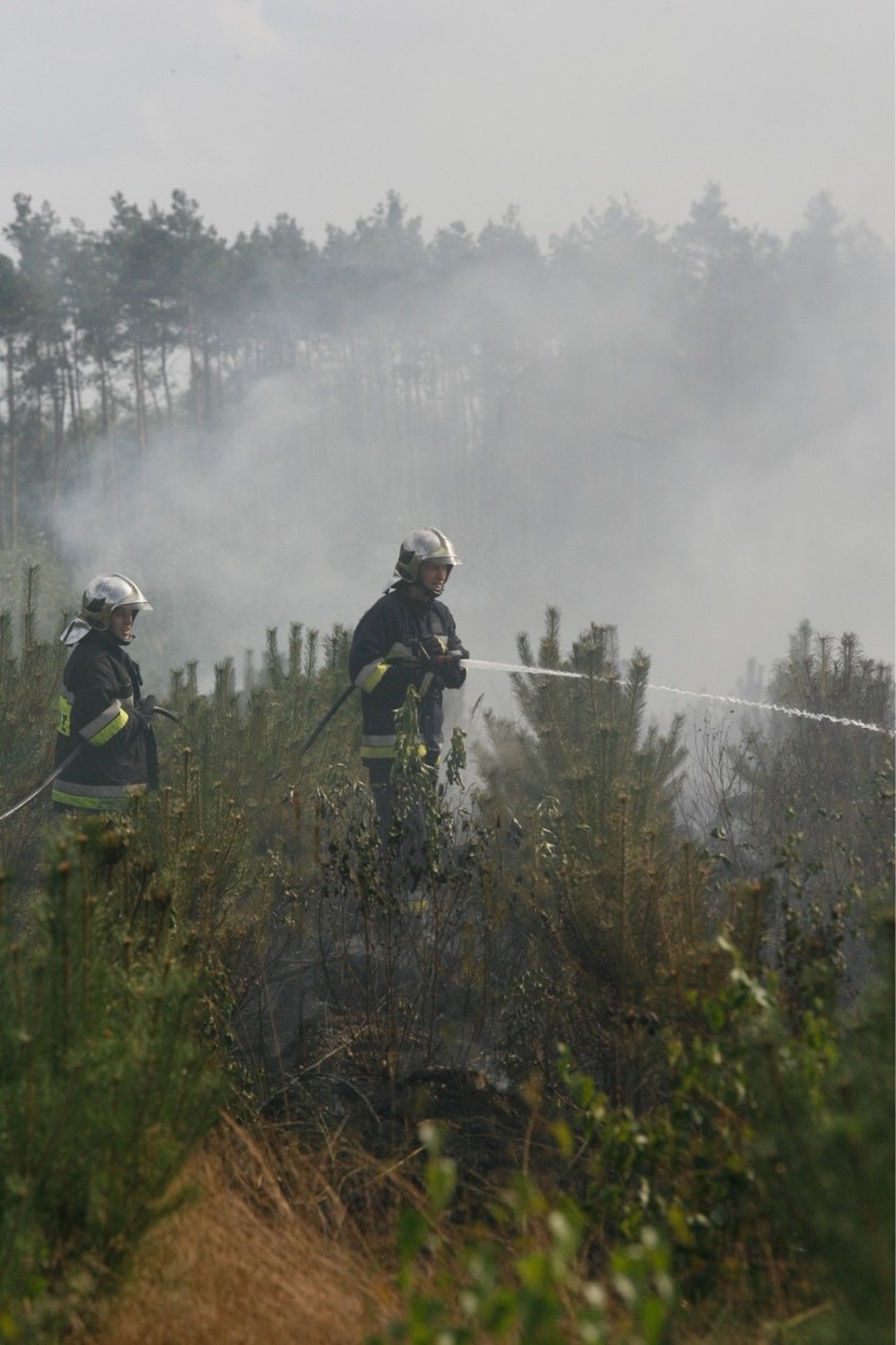 Zagrożenie pożarami w mazowieckich lasach. W Wyszkowie zakaz...