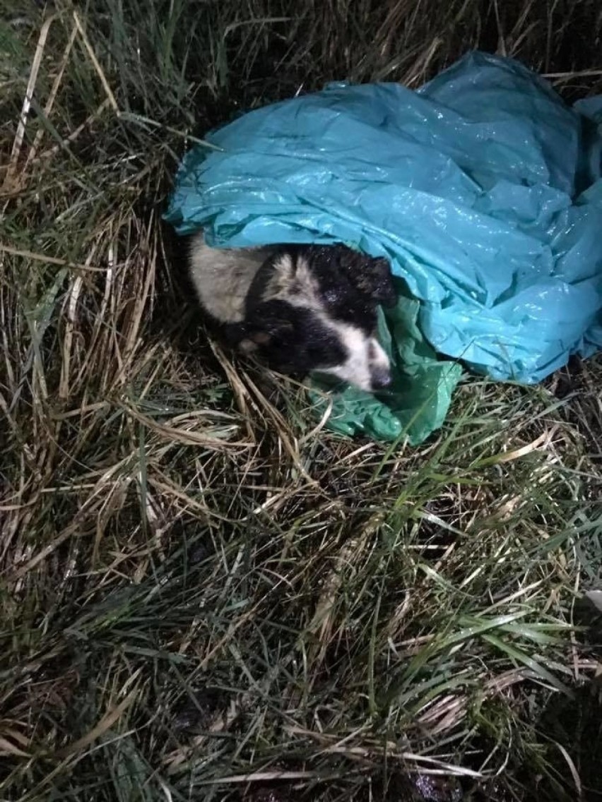 „Same kosteczki, oczy zapadnięte, leje się z nich ropa, w...