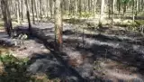 Jarocin: Zagrożenie pożarowe w lasach