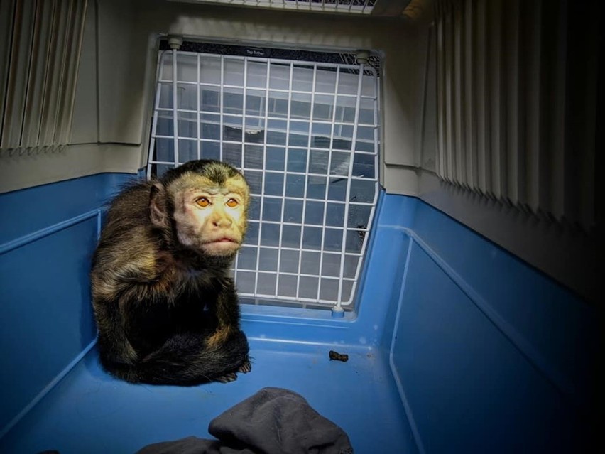 Lubelska fundacja ratuje Bożenkę. „To nie pierwsza małpka w naszej karierze” 