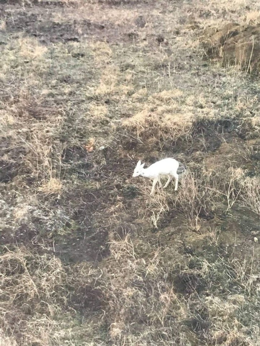 Kraków. Tego jeszcze nie było! Sarenka-albinos na osiedlu pomiędzy blokami [ZDJĘCIA]