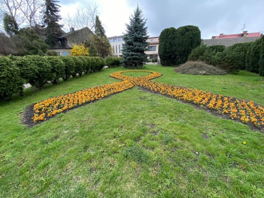 Miejskie klomby w Wadowicach. Te kwiaty mogą być zrywane na...