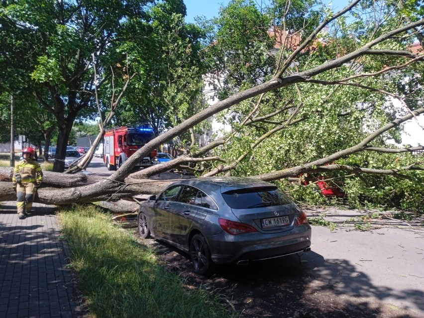 Przewrócone drzewo na auta we Włocławku