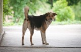 Bełchatowskie Towarzystwo Przyjaciół Zwierząt apeluje do właścicieli psów o ochronę przed upałem