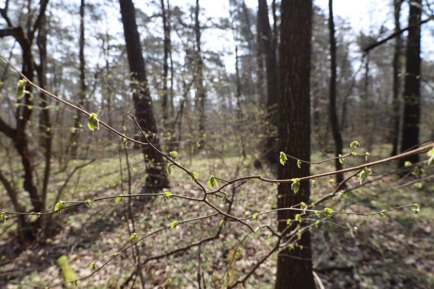 Urok wiosny w lesie. Zobaczcie piękny wiosenny krajobraz w leśniowickim lesie. Zobacz zdjęcia