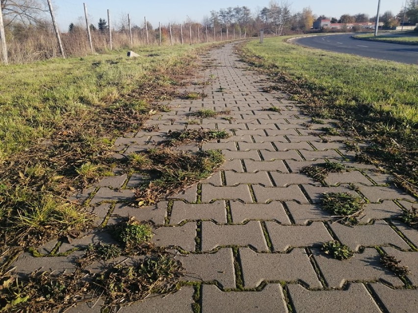 Chodnik w Głogowie zarasta trawą i jest niszczony przez korzenie