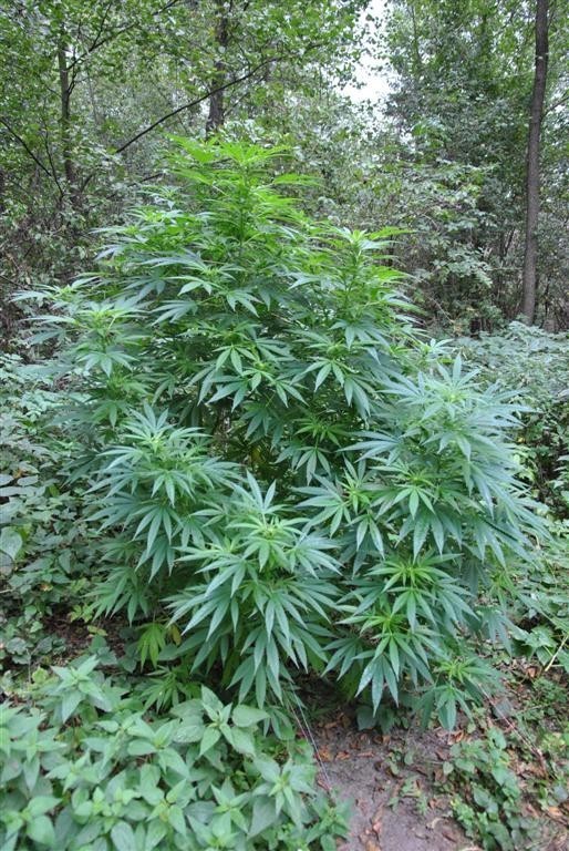 Marihuana rosła na polanie [zdjęcia]