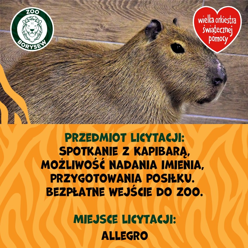 Zostań opiekunem egzotycznych zwierząt. Nietypowa aukcja na rzecz WOŚP w Łódzkiem. Oferta od Zoo Borysew koło Poddębic ZDJĘCIA