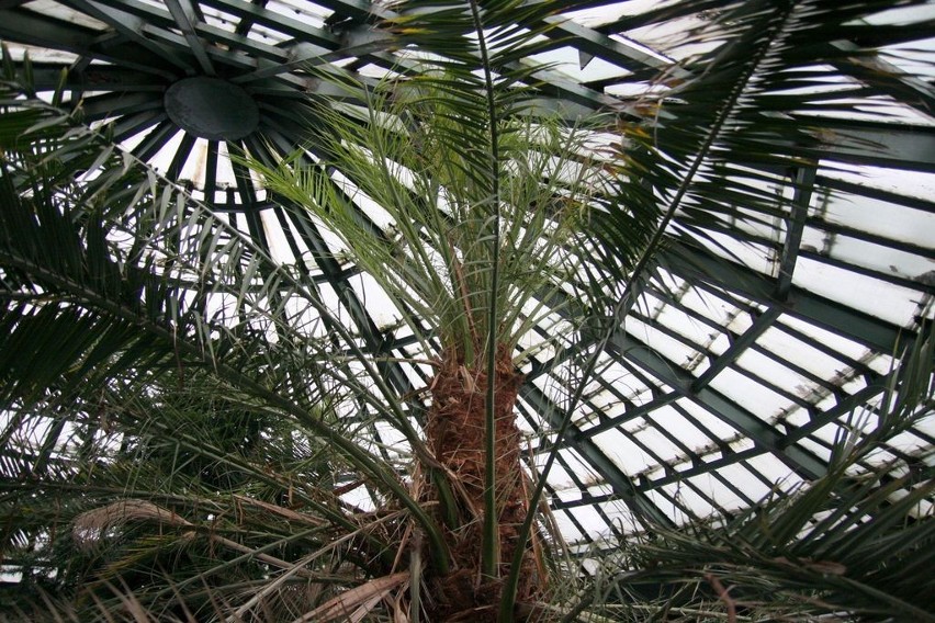 Ogromny daktylowiec w palmiarni w Parku Oliwskim. Gdańska palma przebiła dach oranżerii [ZDJĘCIA]