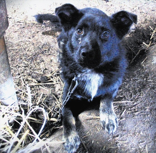 Dżekiego uratowali policjanci i działacze OTOZ Animals z Oświęcimia