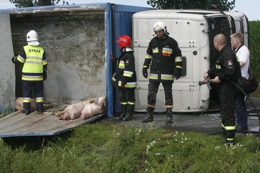 Wypadek ciężarówki ze świniami na trasie Legnica - Złotoryja (ZDJĘCIA)