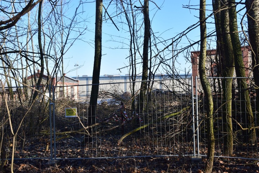 Wycinka drzew na terenie dawnej cukrowni w Wieluniu. Burmistrz dał zgodę na usunięcie 70 drzew