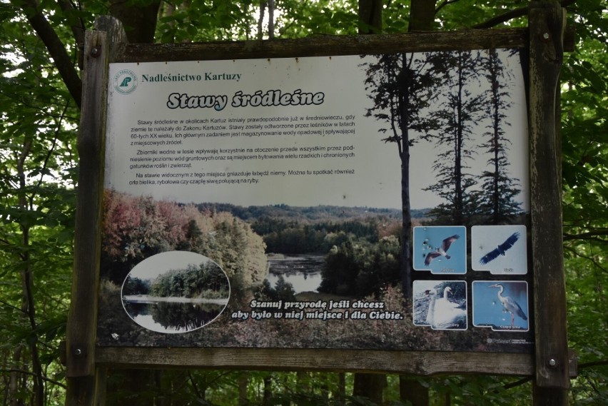 Spacer po lasach Nadleśnictwa Kartuzy cz. 2. Tajemnicza kapliczka i śródleśne stawy