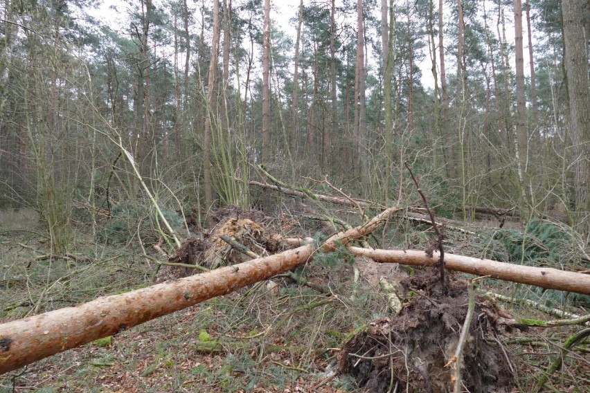Wągrowiec. Nadleśnictwo Durowo wprowadziło zakaz wstępu do lasów! Do kiedy będzie obowiązywał? 