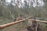 Wągrowiec. Nadleśnictwo Durowo wprowadziło zakaz wstępu do lasów! Do kiedy będzie obowiązywał? 