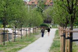 Tu we Wrocławiu pojawią się nowe drzewa i krzewy. Zobacz lokalizacje! 