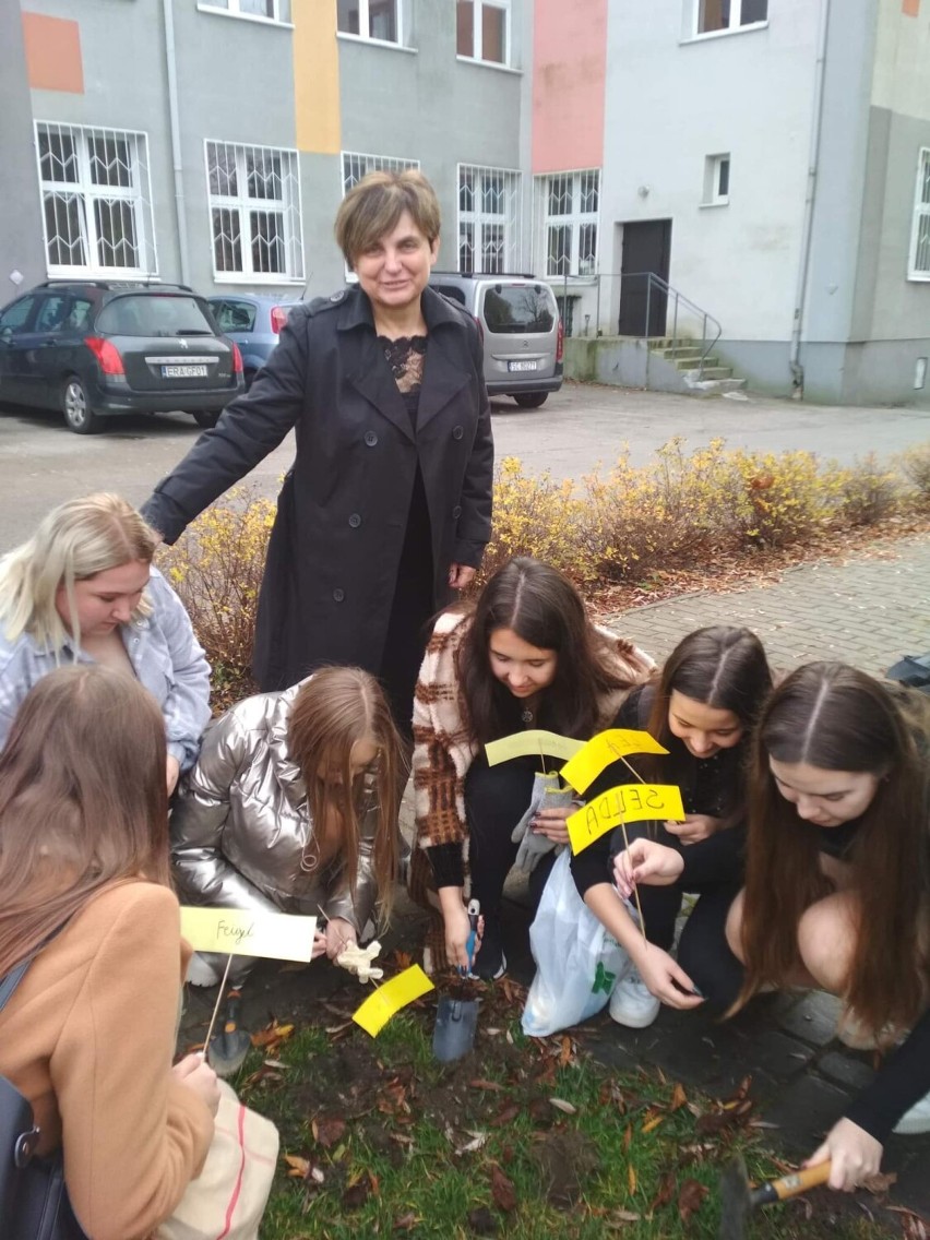 W II LO w Radomsku zakończono 3. edycję projektu "Krokus". Uczniowie i nauczyciele posadzili cebulki krokusów