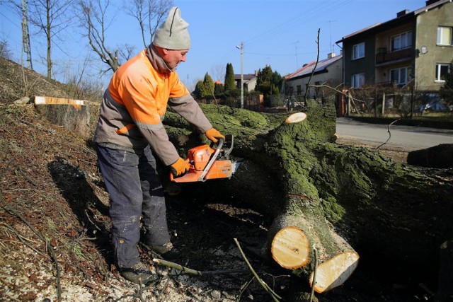 Wycinka drzew przy ul. Budki rozpoczęła się ok. 20 lutego. Z miasta zniknęły 283 drzewa