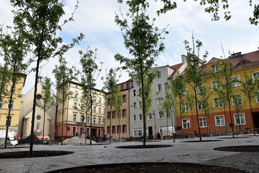 Na placu św. Sebastiana w Opolu są już 32 nowe drzewa....