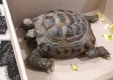 Cud w Kruszwicy. Żółw wrócił do domu po 11 miesiącach tułaczki 