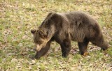 Dziś Dzień Pluszowego Misia. A misie w Tatrach nie chcą iść spać