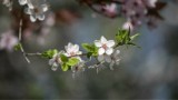 Najpiękniejsze sady śliwkowe w Polsce. 4 magiczne miejsca, które na wiosnę zachwycają kwiatami niczym Japonia. Musicie je zobaczyć!