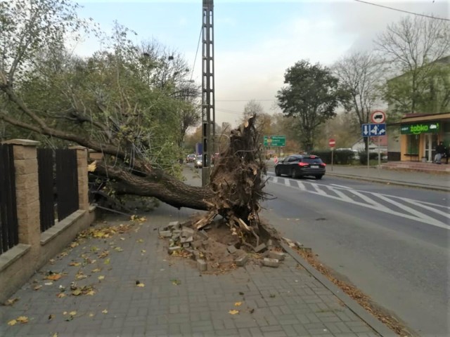 Na zdjęciu wyrwane z korzeniami drzewo przy ulicy Belwederskiej w Łęczycy