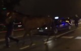 Kraków. Konie biegały po moście Dębnickim [WIDEO]
